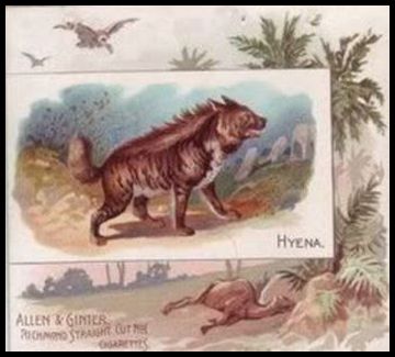 22 Hyena